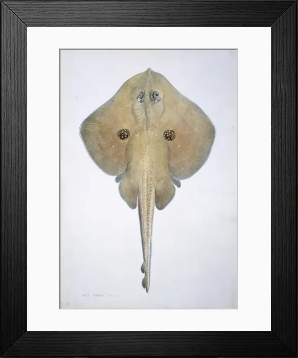 Framed Print : Raja naevus, cuckoo ray Framed Print : Raja naevus, cuckoo ray