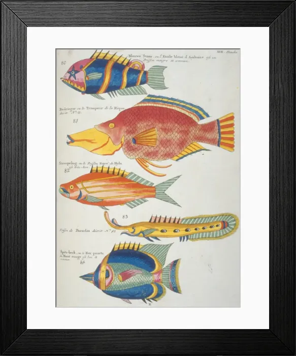 Framed Print : Colourful illustration of five fish Framed Print : Colourful illustration of five fish