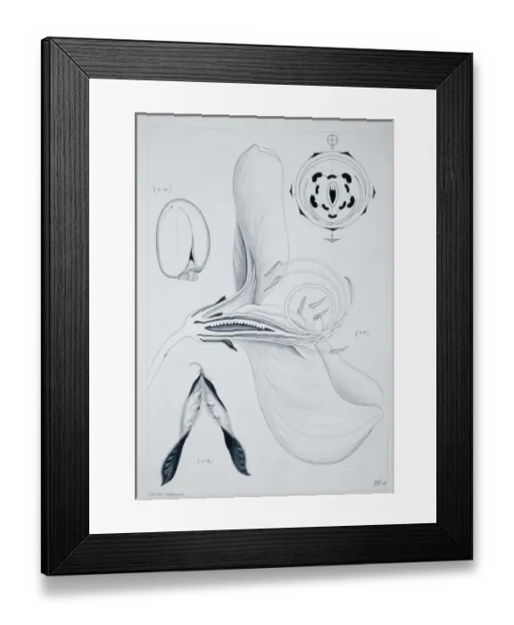 Framed Print : Cytisus scoparius, English broom Framed Print : Cytisus scoparius, English broom