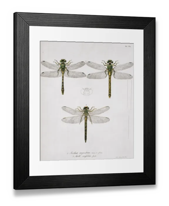 Framed Print : Plate 30 from Libellulinae Europaeae by de Charpentier Framed Print : Plate 30 from Libellulinae Europaeae by de Charpentier