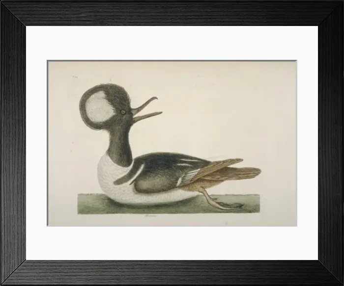 Framed Print : Lophodytes cucullatus, hooded merganser Framed Print : Lophodytes cucullatus, hooded merganser