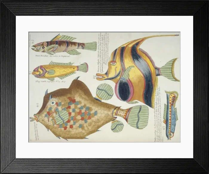 Framed Print : Colourful illustration of five fish Framed Print : Colourful illustration of five fish