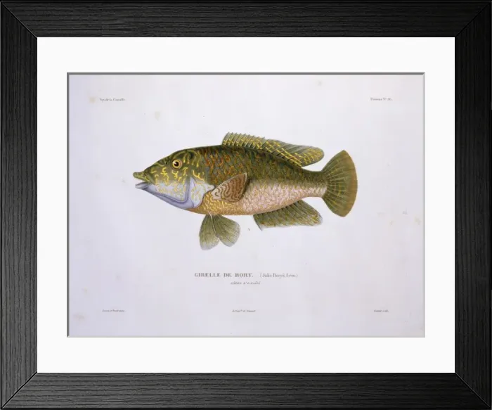 Framed Print : Wrasse. Plate 36 by Louis-Isidore Duperrey from his Voyage de la Coquille 1822-1825 Framed Print : Wrasse. Plate 36 by Louis-Isidore Duperrey from his Voyage de la Coquille 1822-1825