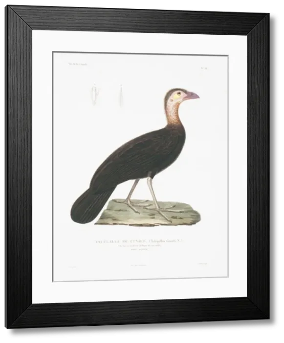 Framed Print : Ducula zoeae, banded imperial pigeon Framed Print : Ducula zoeae, banded imperial pigeon