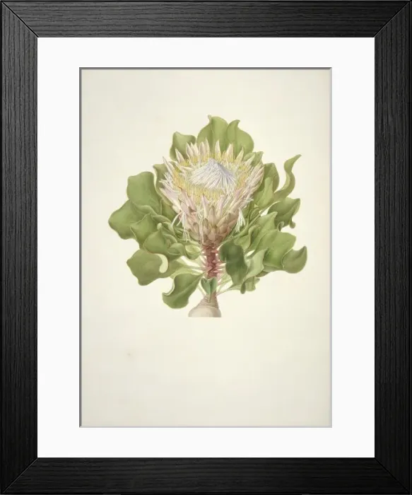 Framed Print : Protea cynaroides, King protea Framed Print : Protea cynaroides, King protea