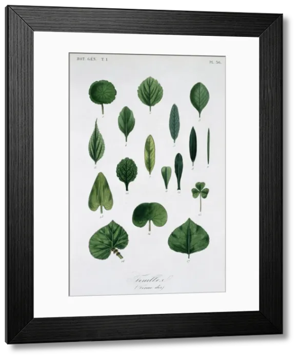 Framed Print : Forme Des Feuilles Framed Print : Forme Des Feuilles