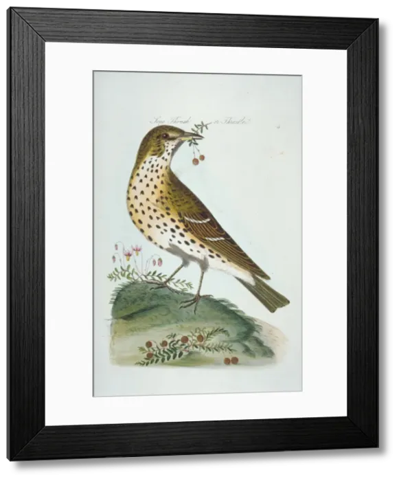 Framed Print : Turdus philomelos, song thrush Framed Print : Turdus philomelos, song thrush