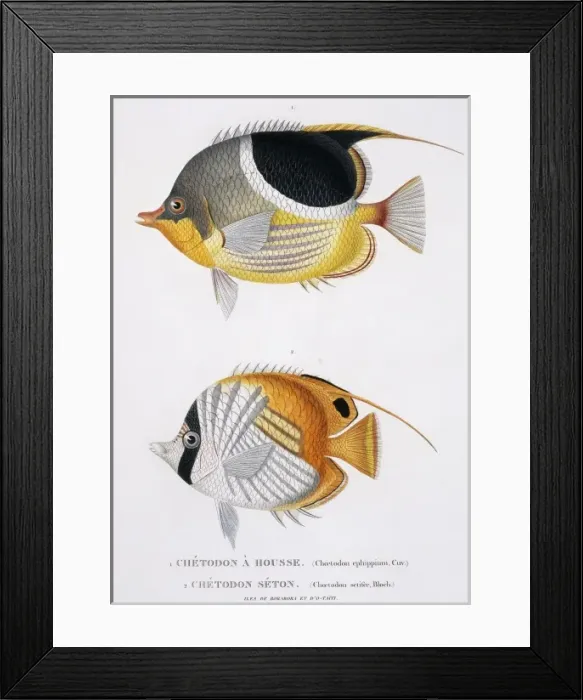 Framed Print : Chaetodon ephippium, Chaetodon ocellatus Framed Print : Chaetodon ephippium, Chaetodon ocellatus