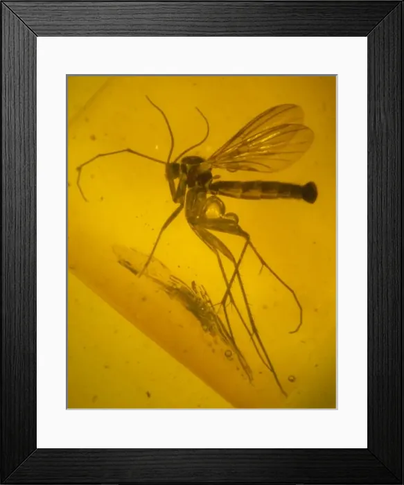 Framed Print : Fungus gnat in amber Framed Print : Fungus gnat in amber