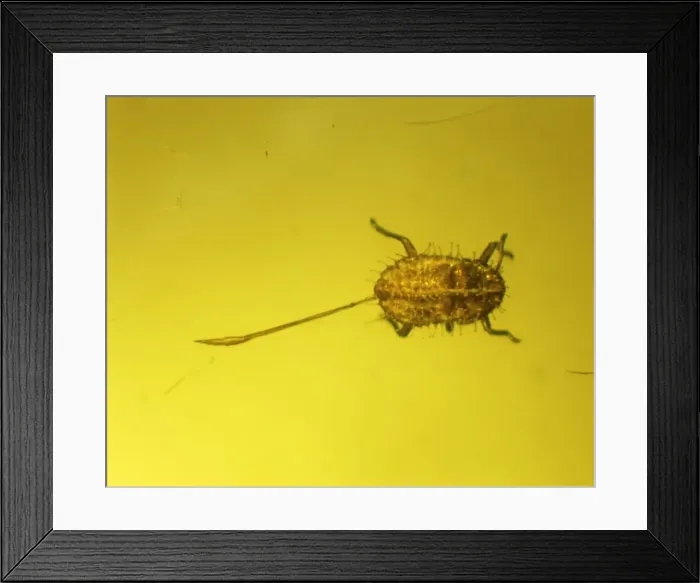 Framed Print : Aphid in amber Framed Print : Aphid in amber