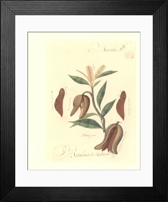 Framed Print : A species of Banksia Framed Print : A species of Banksia