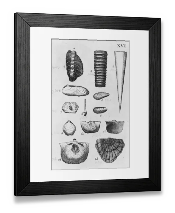 Framed Print : Collection of molluscs Framed Print : Collection of molluscs