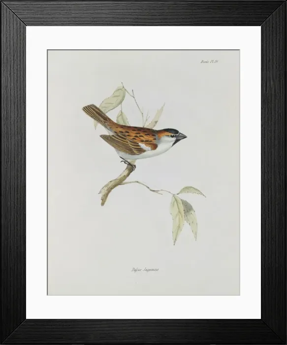 Framed Print : Passer iagoensis, Cape Verde sparrow Framed Print : Passer iagoensis, Cape Verde sparrow