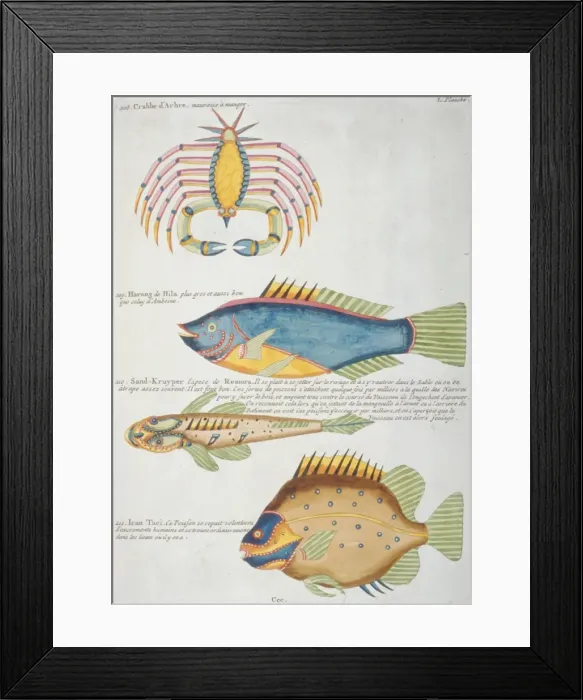 Framed Print : Colourful illustration of three fish and a crabs Framed Print : Colourful illustration of three fish and a crabs