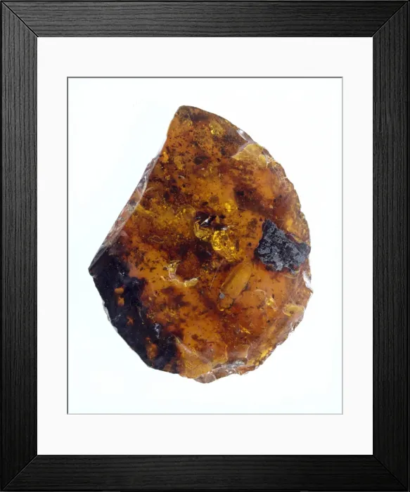 Framed Print : Burmese amber Framed Print : Burmese amber