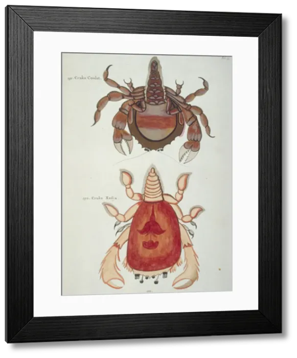 Framed Print : Colourful illustration of two crustaceans Framed Print : Colourful illustration of two crustaceans