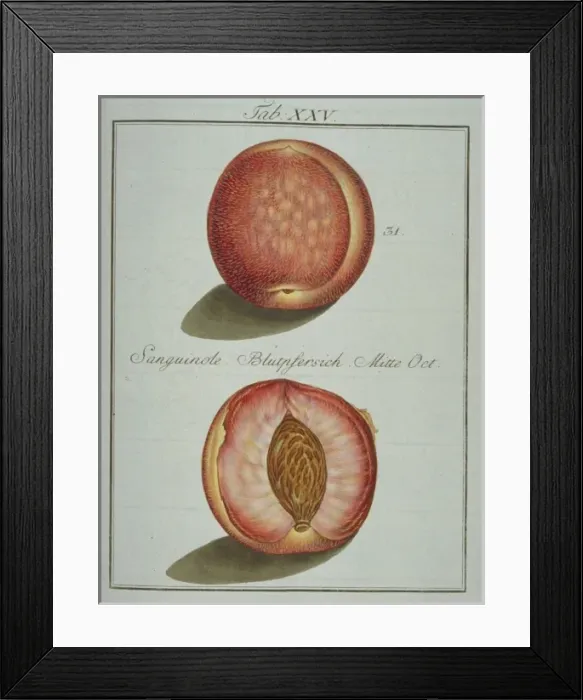 Framed Print : Prunus sp. blood-red peach Framed Print : Prunus sp. blood-red peach
