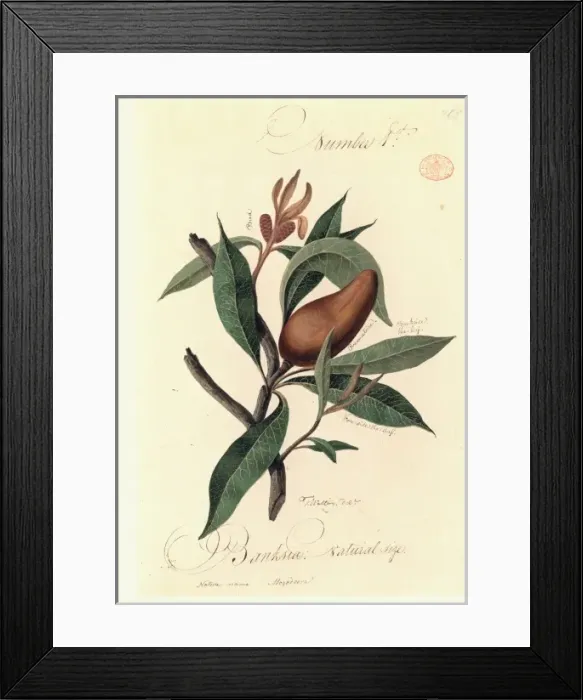 Framed Print : A species of Banksia Framed Print : A species of Banksia