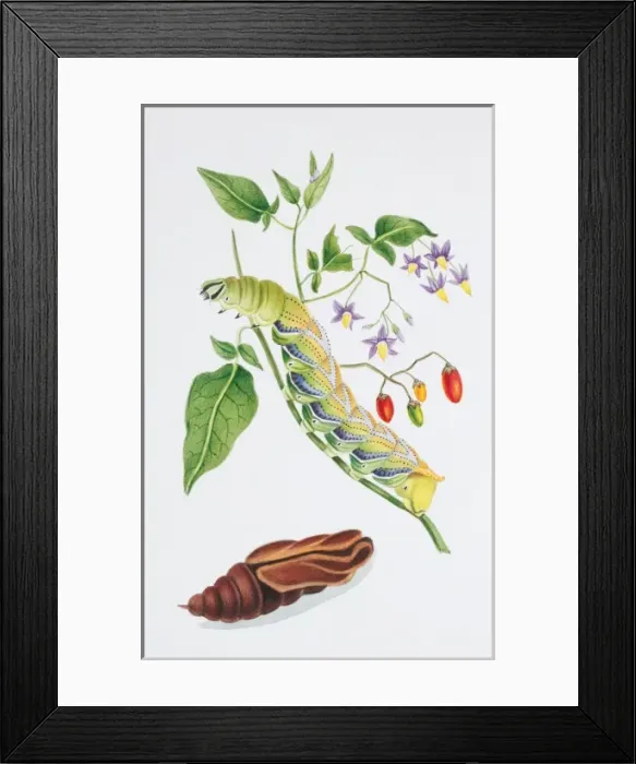 Framed Print : Acherontia atropos, death s-head hawk-moth Framed Print : Acherontia atropos, death s-head hawk-moth