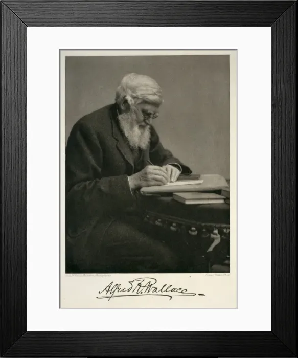 Framed Print : Alfred Russel Wallace (1823-1913) Framed Print : Alfred Russel Wallace (1823-1913)