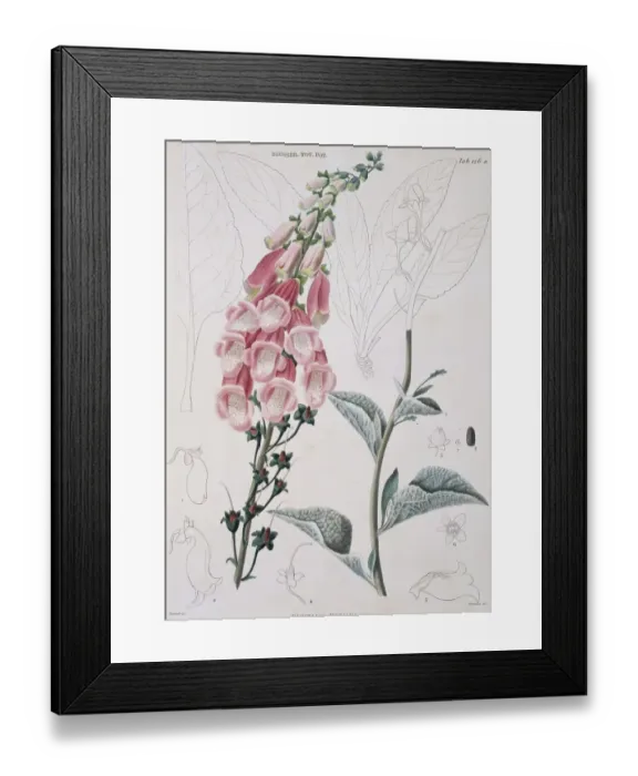 Framed Print : Digitalis mariana, foxglove Framed Print : Digitalis mariana, foxglove