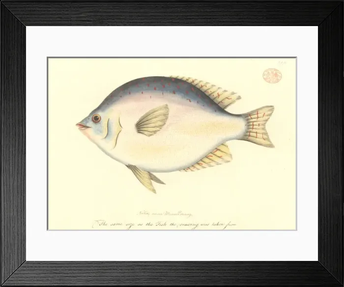 Framed Print : Scorpis sp. sweep Framed Print : Scorpis sp. sweep