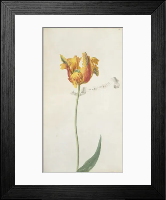 Framed Print : Tulipa sp. tulip Framed Print : Tulipa sp. tulip
