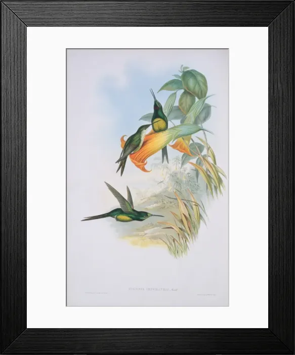 Framed Print : Heliodoxa imperatrix, empress brilliant Framed Print : Heliodoxa imperatrix, empress brilliant