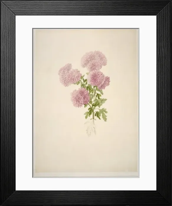 Framed Print : Chrysanthemum sp. chrysanthemum Framed Print : Chrysanthemum sp. chrysanthemum