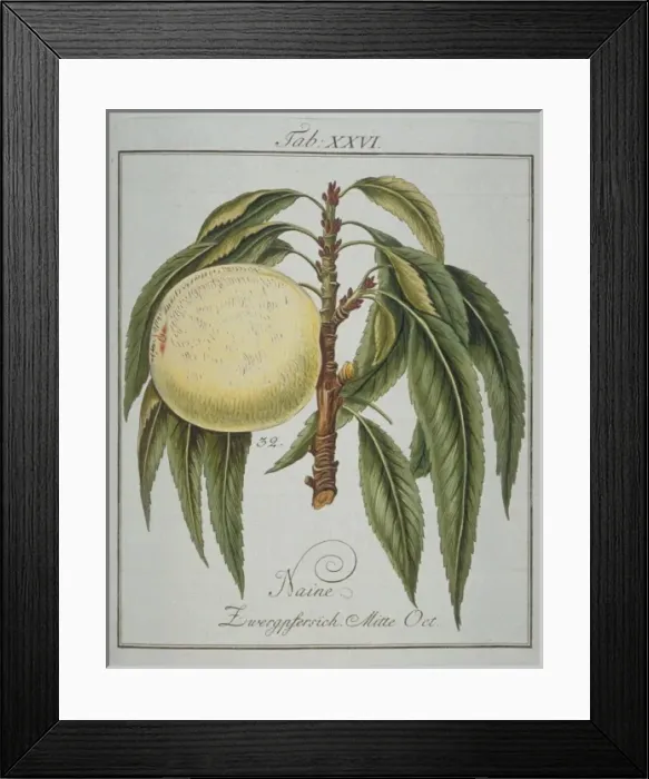 Framed Print : Prunus persica, dwarf peach Framed Print : Prunus persica, dwarf peach