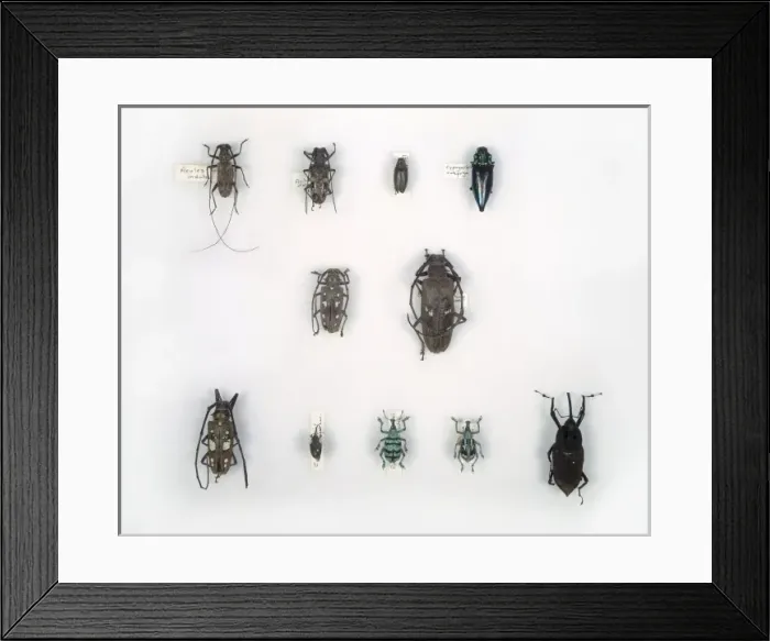 Framed Print : Wallaces beetles Framed Print : Wallaces beetles