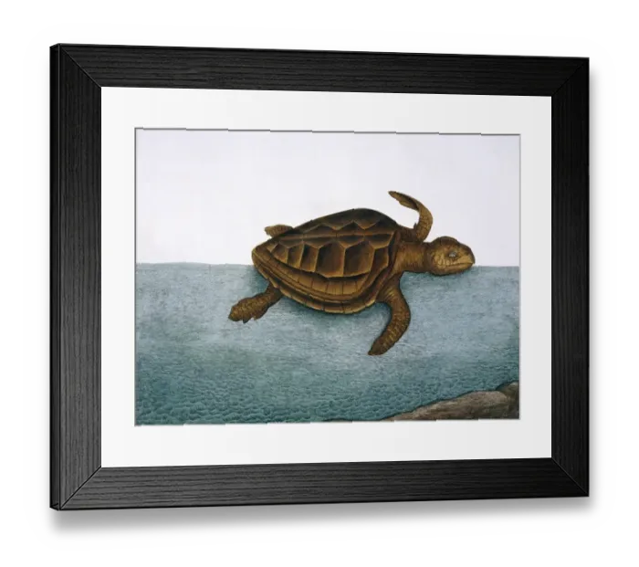 Framed Print : Testudo marina, loggerhead turtle Framed Print : Testudo marina, loggerhead turtle