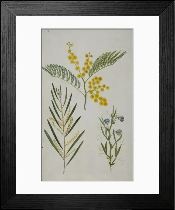 Framed Print : Plant Illustration Framed Print : Plant Illustration