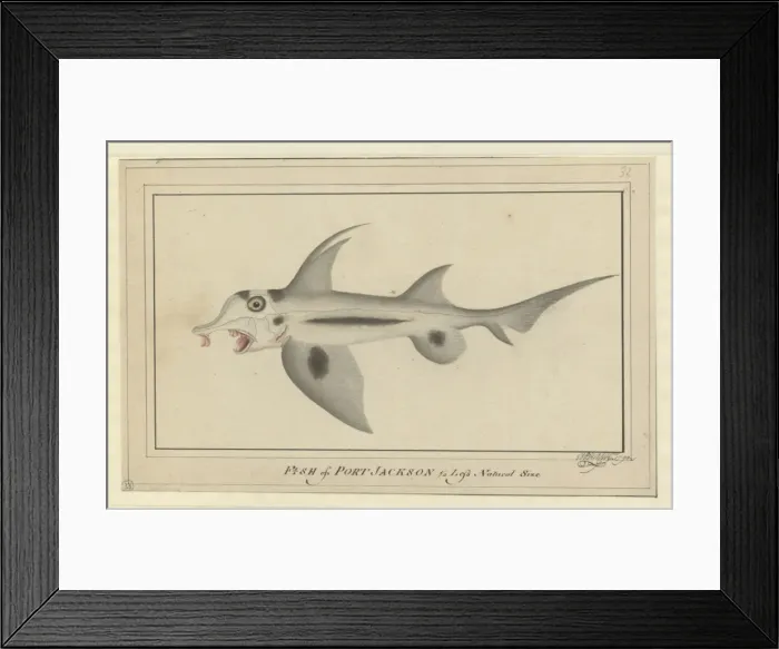Framed Print : Raper drawing No. 33 Framed Print : Raper drawing No. 33