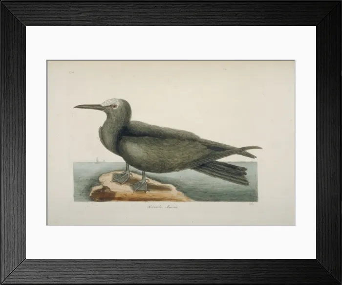 Framed Print : Anous stolidus, brown noddy Framed Print : Anous stolidus, brown noddy