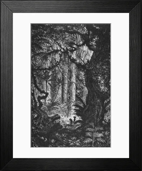 Framed Print : Urwald in Esmeraldas Framed Print : Urwald in Esmeraldas