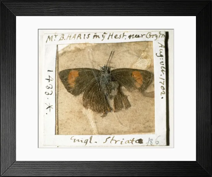 Framed Print : Thecla betulae, brown hairstreak butterfly Framed Print : Thecla betulae, brown hairstreak butterfly