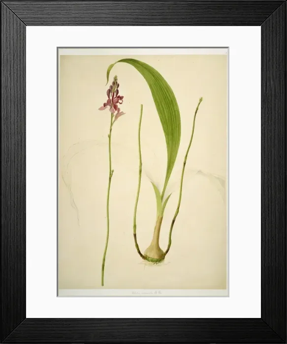 Framed Print : Bletia verecunda, tropical orchid Framed Print : Bletia verecunda, tropical orchid