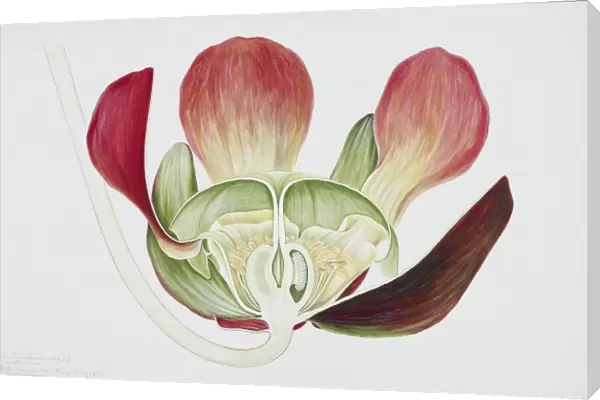 Sarracenia purpurea, pitcherplant