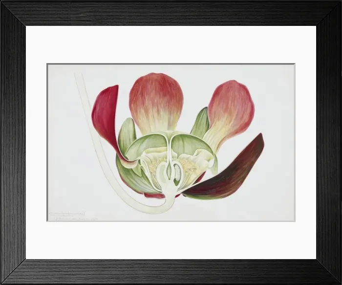 Framed Print : Sarracenia purpurea, pitcherplant Framed Print : Sarracenia purpurea, pitcherplant