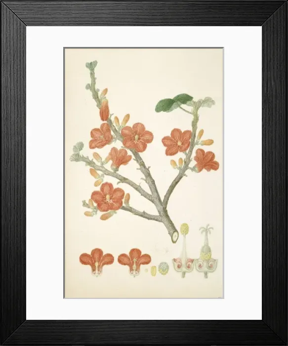 Framed Print : Brachychiton paradoxus, red-flowered kurrajong Framed Print : Brachychiton paradoxus, red-flowered kurrajong