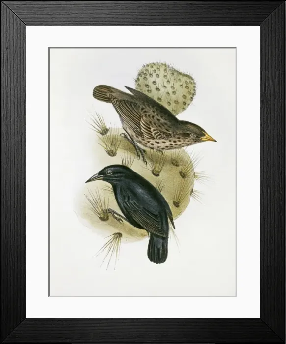 Framed Print : Geospiza scandens, common cactus finch Framed Print : Geospiza scandens, common cactus finch