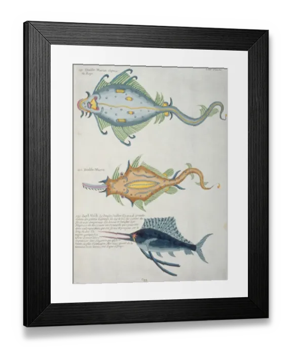 Framed Print : Colourful illustration of Makaira nigricans, blue marlin Framed Print : Colourful illustration of Makaira nigricans, blue marlin
