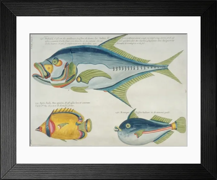 Framed Print : Colourful illustration of three fish Framed Print : Colourful illustration of three fish