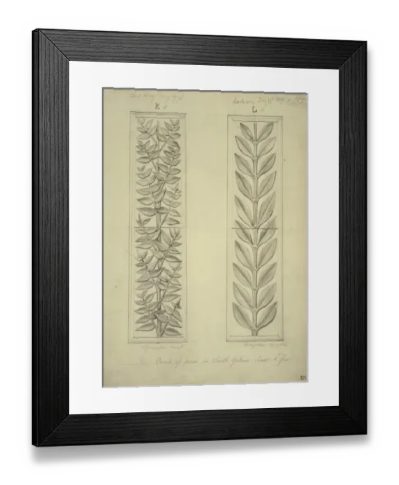 Framed Print : Plants design Framed Print : Plants design