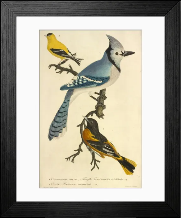 Framed Print : American Goldfinch Framed Print : American Goldfinch