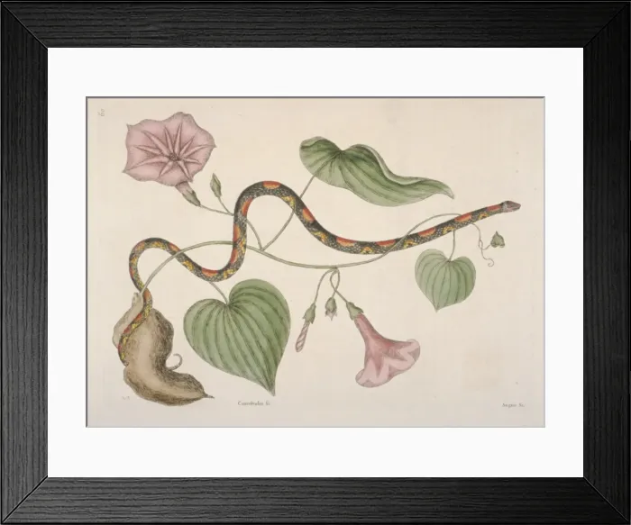 Framed Print : Cemophora coccinea, scarlet snake Framed Print : Cemophora coccinea, scarlet snake