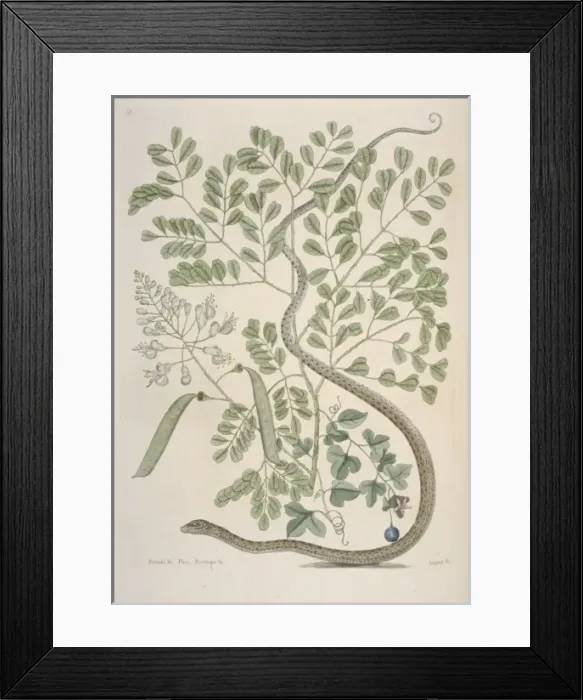 Framed Print : Thamnophis sauritus, spotted ribbonsnake Framed Print : Thamnophis sauritus, spotted ribbonsnake