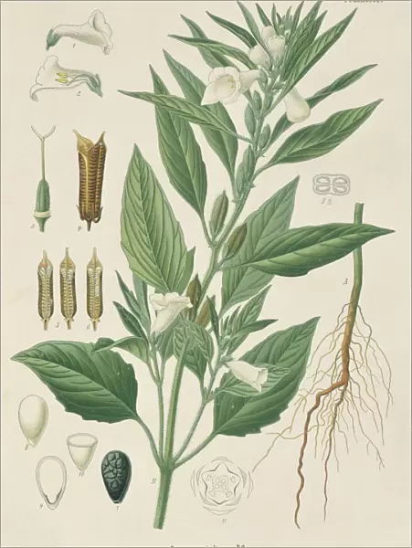 Sesamum indicum, sesame plant