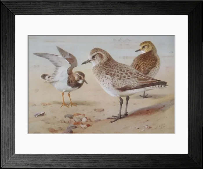 Framed Print : Arenaria interpres, Pluvialis apricaria, Pluvialis squatarol Framed Print : Arenaria interpres, Pluvialis apricaria, Pluvialis squatarol